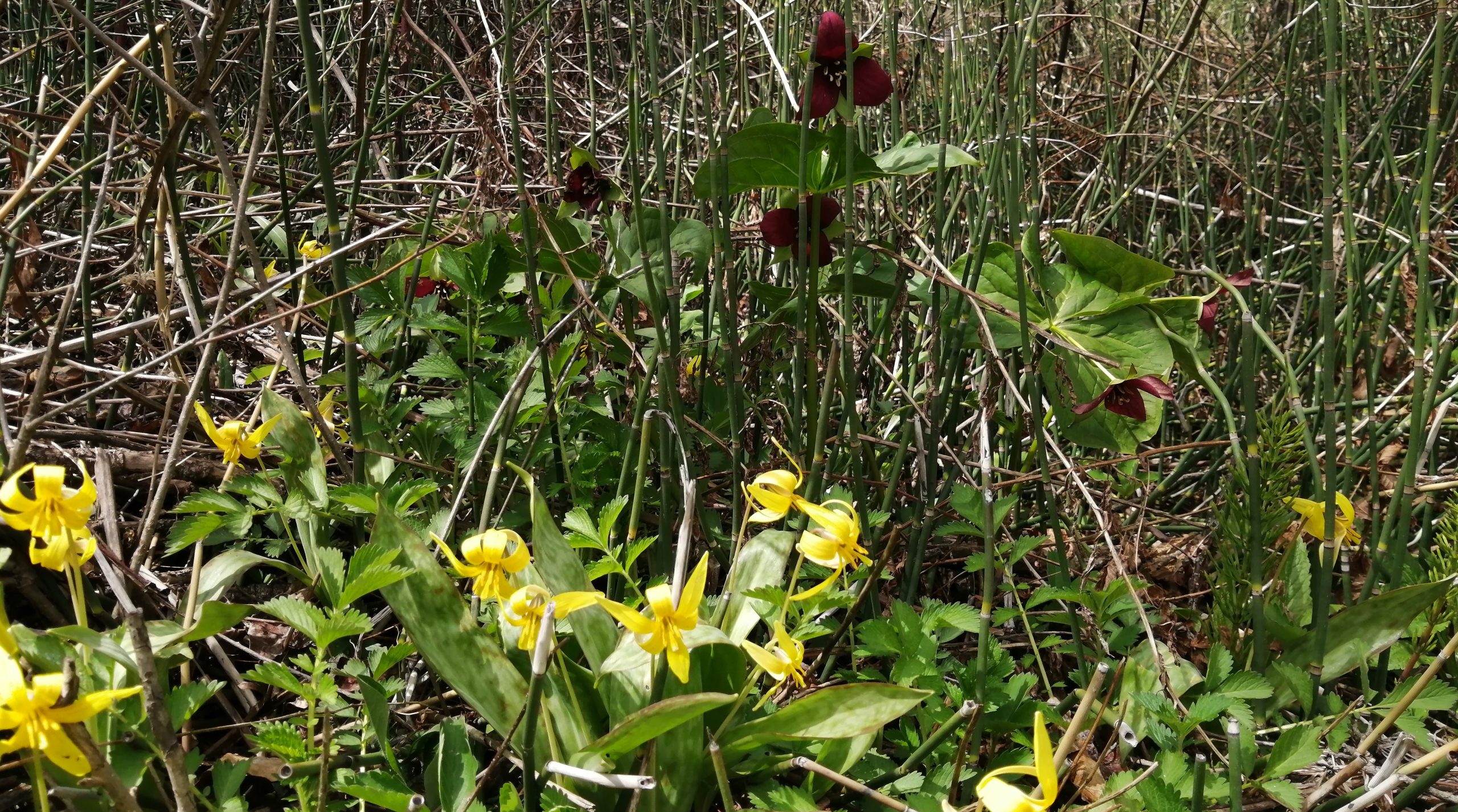 premiere fleurs